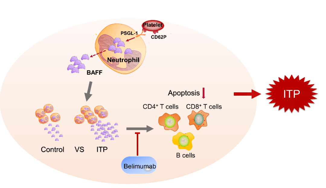 团队报道中性粒细胞通过分泌baff参与原发免疫性血小板减少症的发病