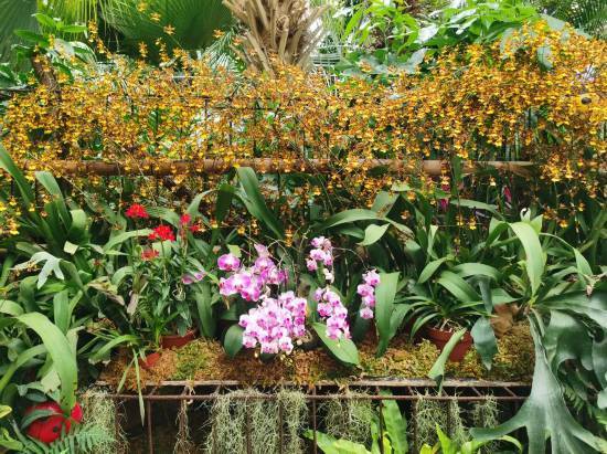 上海植物园温室景观换 新装 一起来云赏花 粉紫色