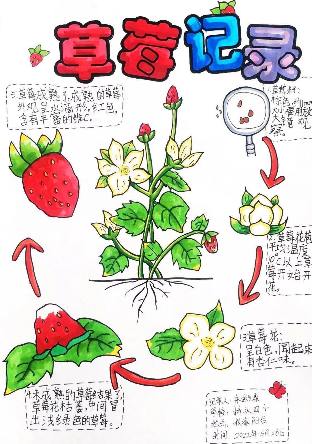 《草莓记录》作者:桥头镇第四小学 朱彩柔 9岁指导老师:邓旖镛《番茄