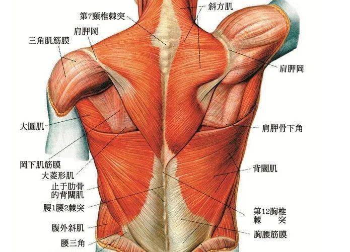 肩胛骨肌肉结构图图片