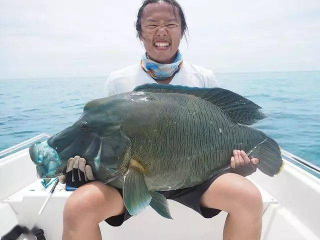 苏眉是无数海钓人疯狂追寻的终极目标,如今惨被吃到濒临灭绝_钓鱼人