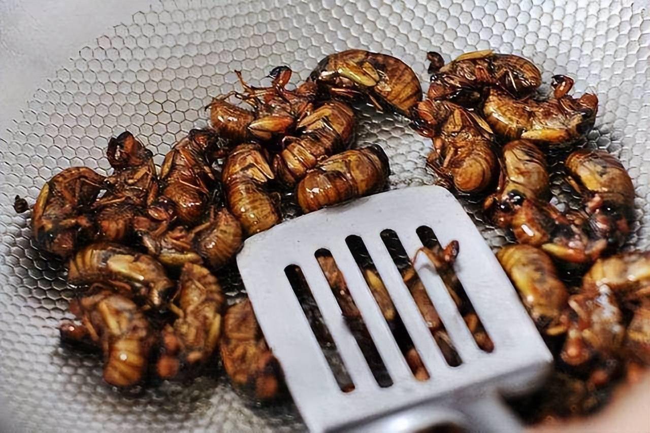 吃知了猴有何危害多数人可能还是不太清楚吃前请先了解下