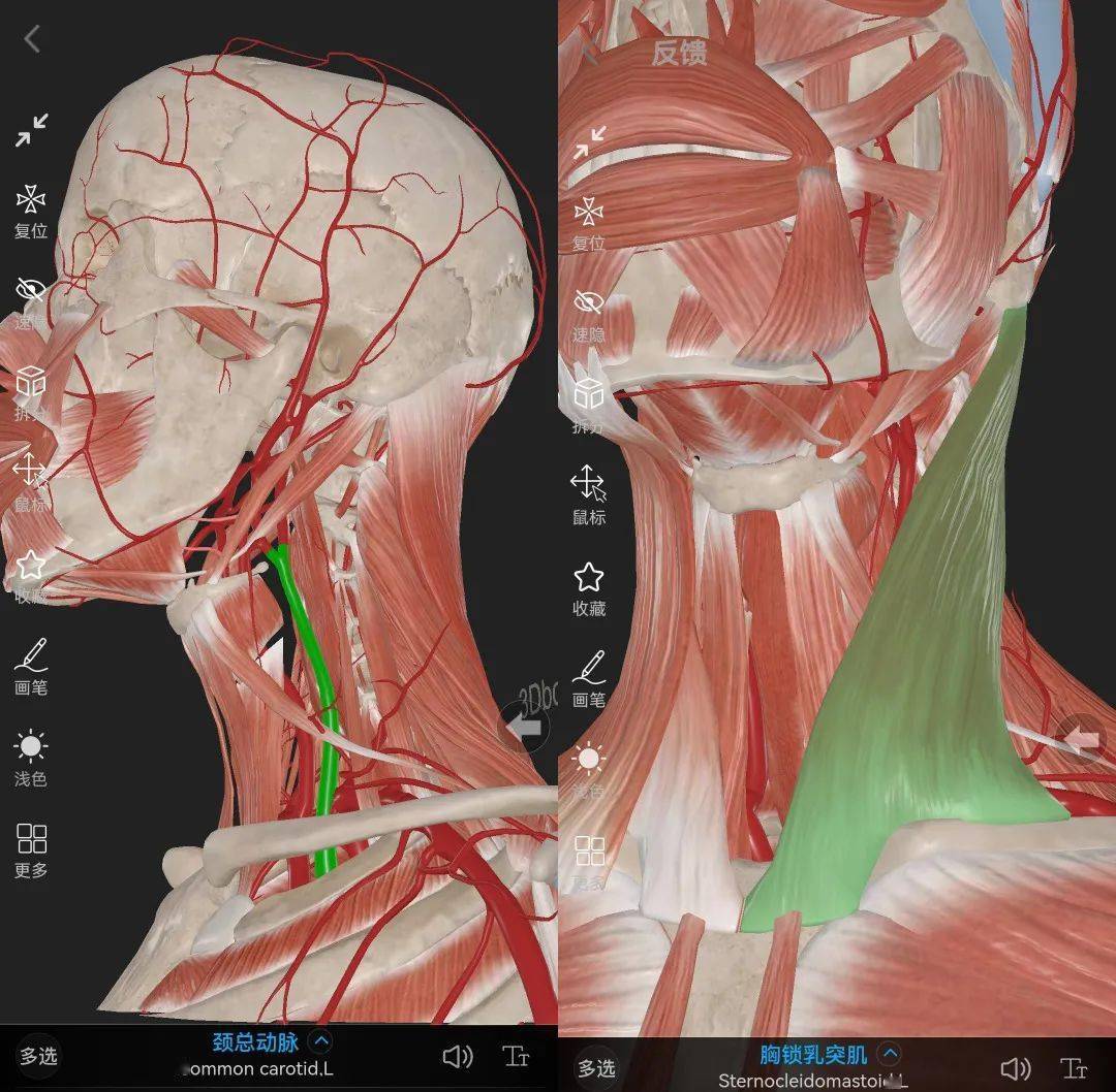 浮针治疗——下颌关节紊乱_处理_动脉_症状