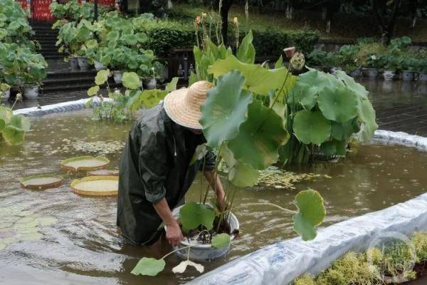 罕见！并蒂莲一开就是三株！其中一株已赠予西南大学做研究