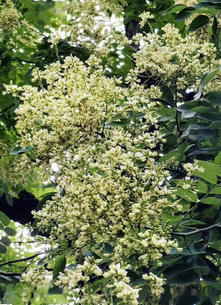 槐花如雨_国槐_宫槐_行道树