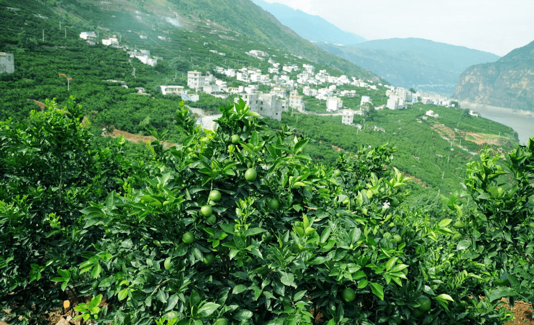 雷波之声|脐橙香飘青杠村_凉山州_四川省_什么