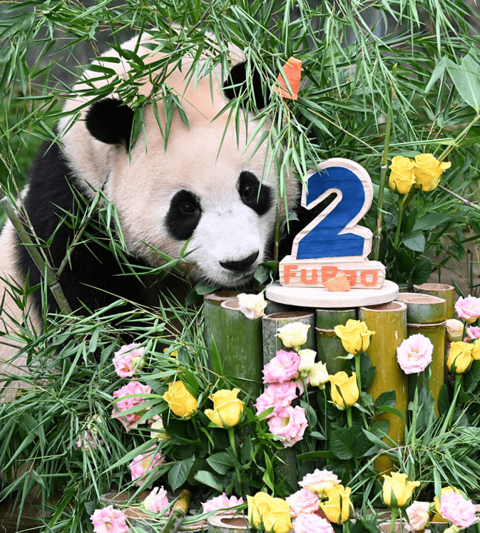 萌萌哒！韩国为大熊猫“福宝”庆祝2岁生日 特制蛋糕亮了