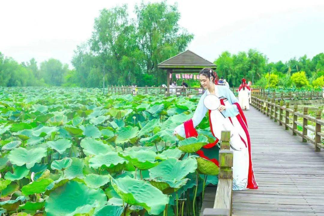 荷花仙子汉服巡游,露营音乐派对...盛夏之时,期待"荷"你相约!_湿地_南