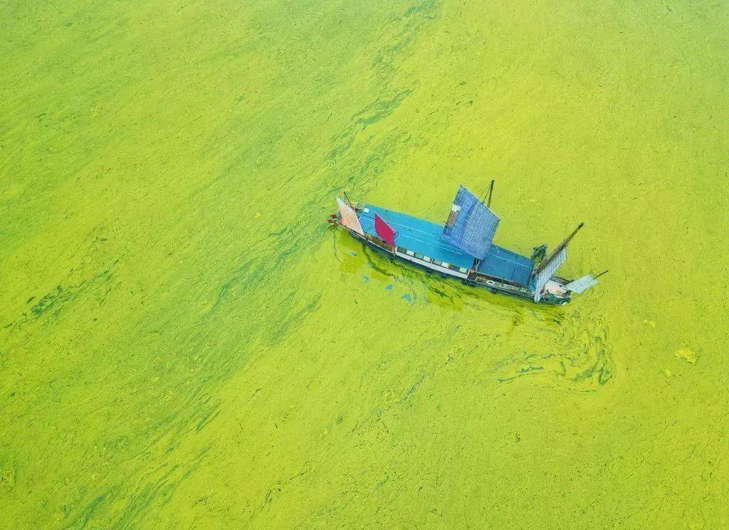 蓝藻水华风险增加水体流动性减弱太湖水位将呈持续下降趋势加之持续