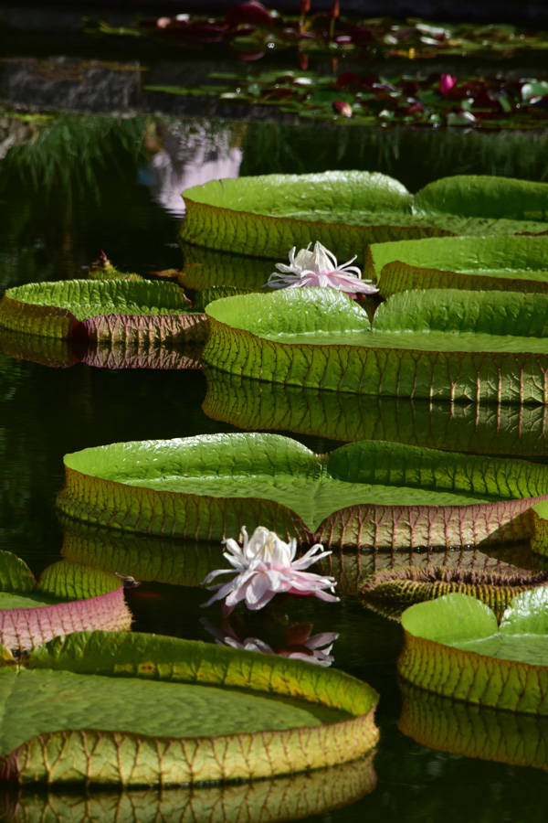国家植物园水生与藤本植物区六株王莲同一天开花,美轮美奂_闭合