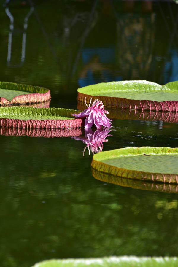 国家植物园水生与藤本植物区六株王莲同一天开花,美轮美奂_闭合