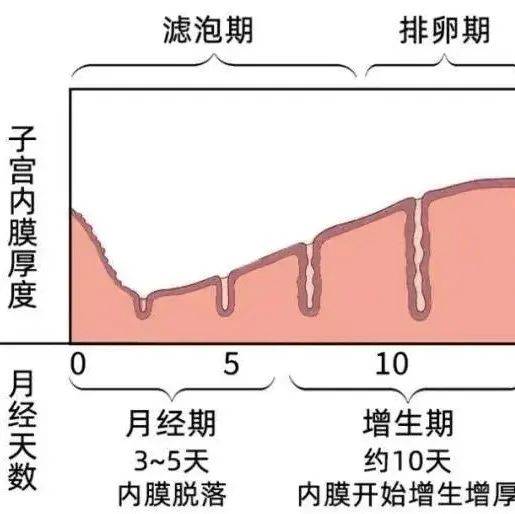 金小鸥讲健康 | 子宫内膜不均质怎么办？_检查报告_超声_科普
