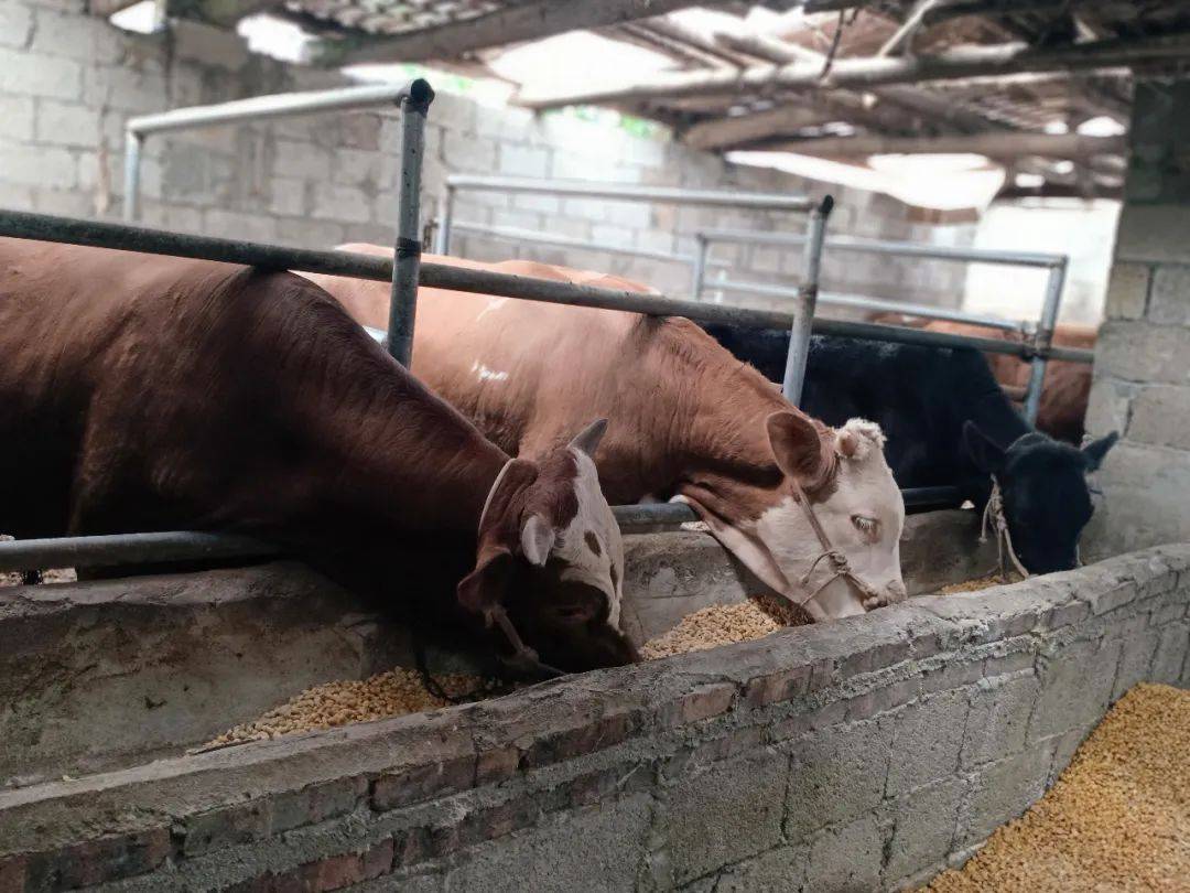 猴场镇新建村制酒养牛好致富