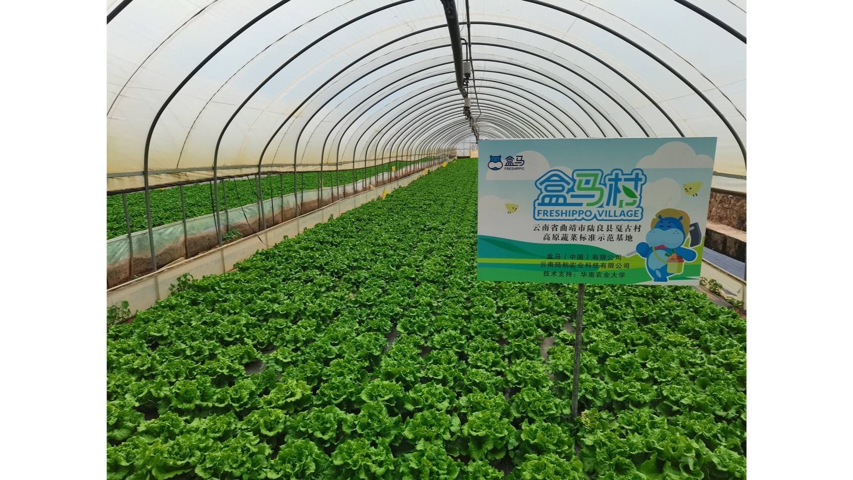 高原夏菜盒马村蔬写增收新答卷