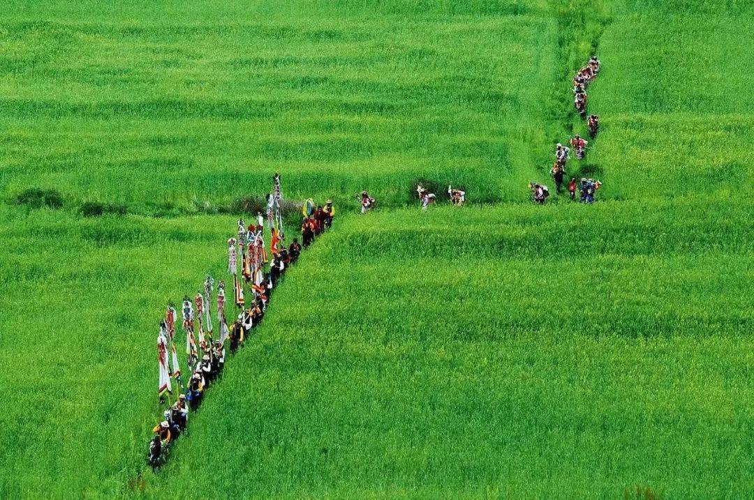望果节到了:一边在田地边上转圈,一边望见丰收的果实_游行_麦穗_活动