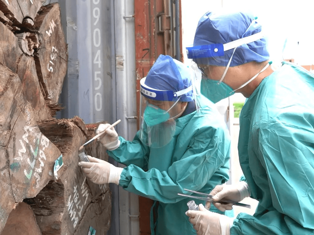 海关截获非洲人体器官图片