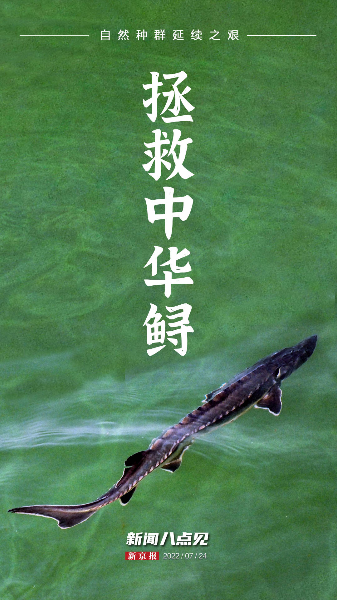 1988年,长江中的白鱀豚,白鲟,中华鲟,长江鲟被列为国家一级保护动物.