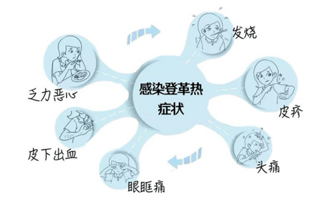 愛國衛生夏季蚊蟲叮咬謹防感染登革熱