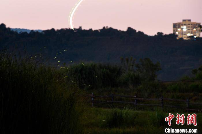 重庆广阳岛萤火虫夏夜飞舞 似星光点点