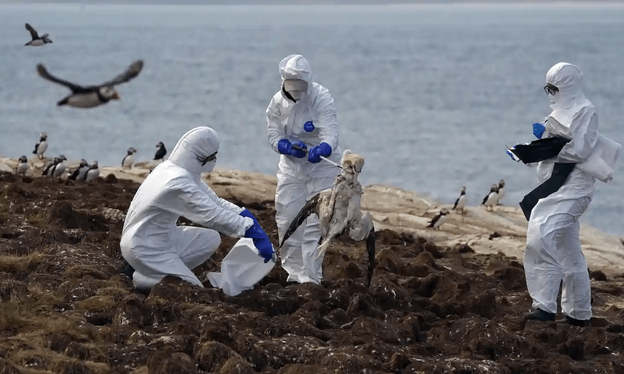 英国小岛爆发禽流感或致数万只海鸟死亡被称巨大的野生动物悲剧