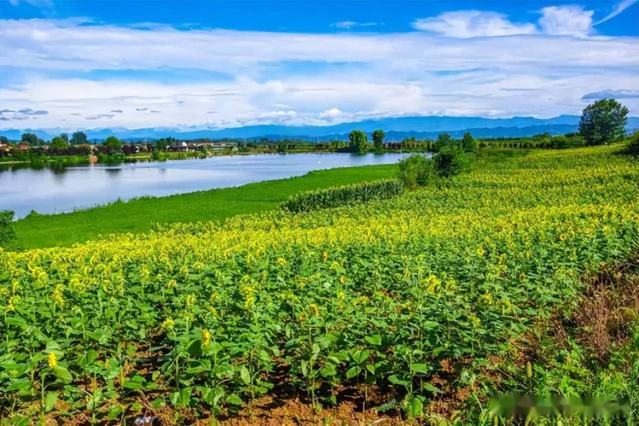 金色花海上线汉中皇塘水库又火了