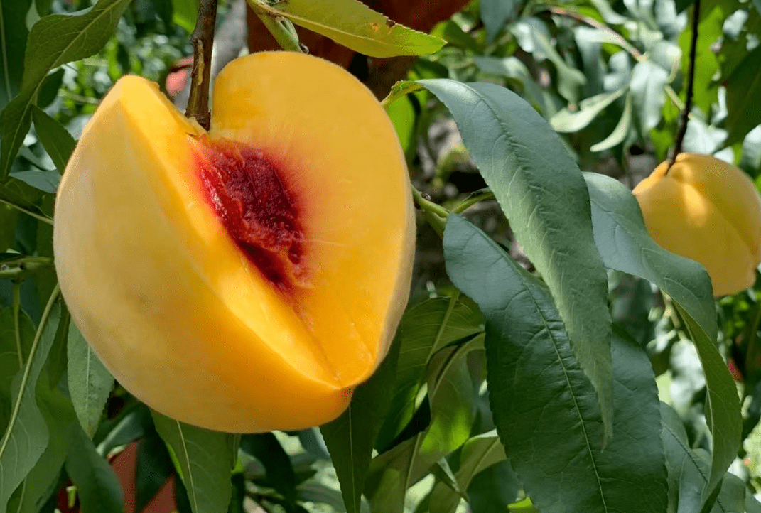 【炎陵·红心黄桃】98元5斤 黄桃中的"爱马仕","黄袍"加身,内藏闪闪