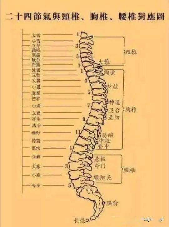 人体尾巴骨准确位置图图片