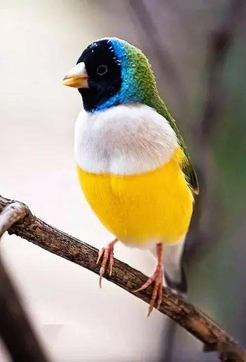 这是什么鸟比画还漂亮