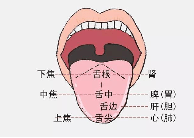 活动舌头能达到的养身效果01美容助眠舌尖是心肺的反射区