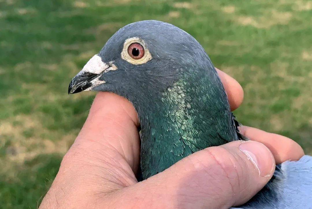 视频将出名门保时捷911孙代获得苏雅克全国冠军