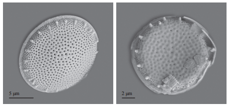 揭开水源地常见藻类的真面目硅藻门