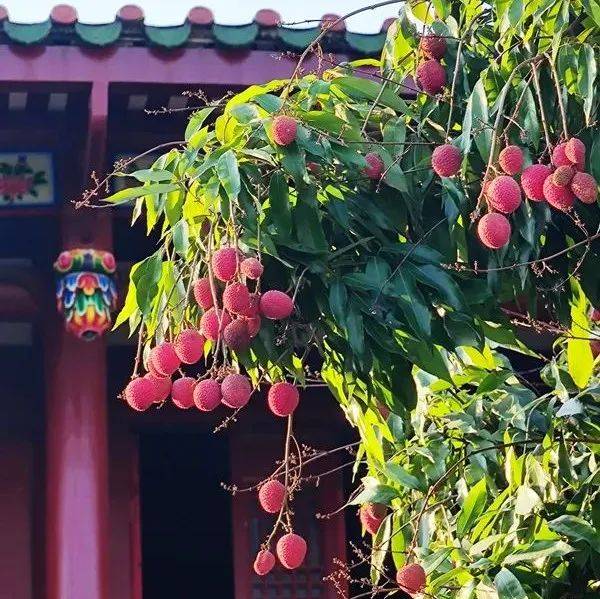 生态文化 | 千年流转宋荔又红，来听听西禅寺古荔树的“前世今生”……_荔枝_福州_福建省