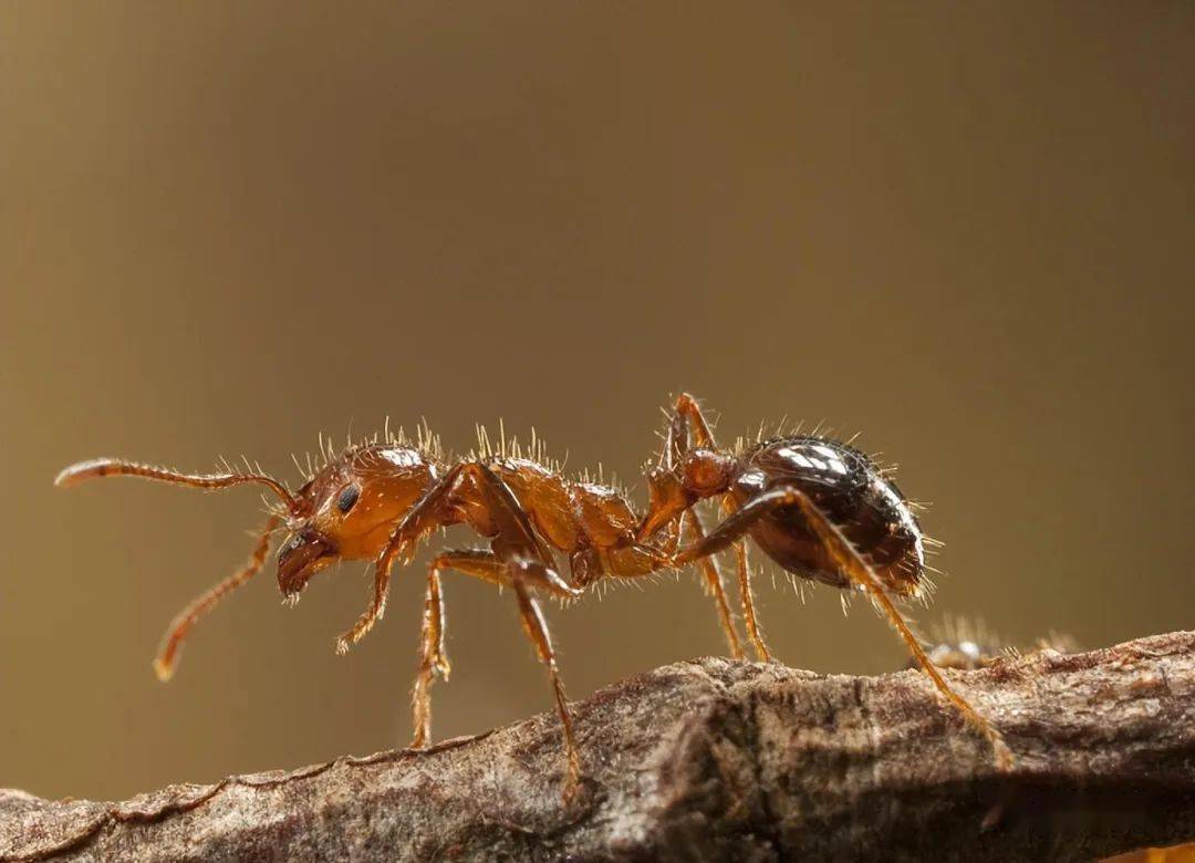 夏季毒虫图鉴遇到它们要小心