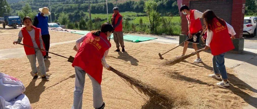 干部情撒麦田 助力夏粮归仓——马泉乡人大组织人大代表帮助困难家庭收割小麦_服务_关爱_群众