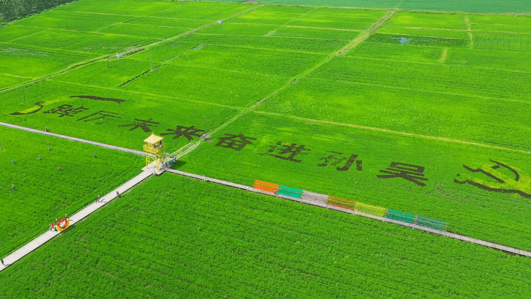 孙吴稻田公园，尽享浓情的夏日烂漫