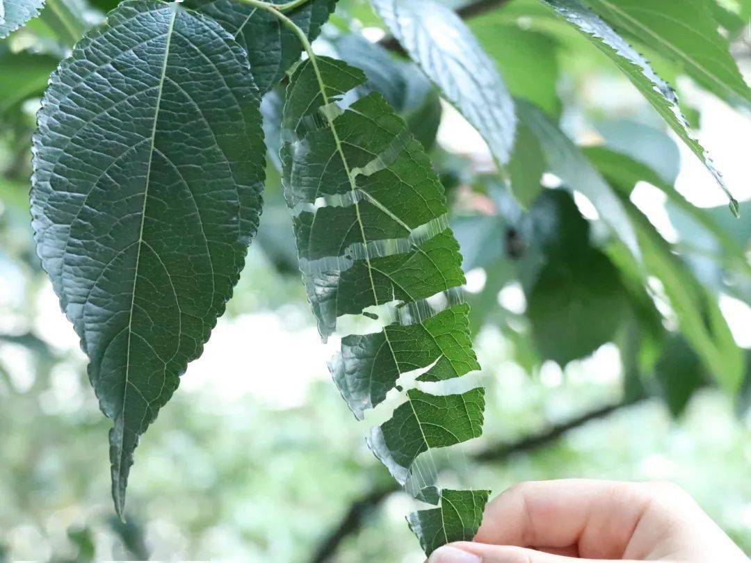 8号,10号等杜仲嫁接苗,并通过手撕基地里的新鲜杜仲叶,观察杜仲胶怂 