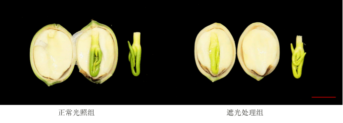 且在莲子心发育进程中,多数叶绿素生物合成结构基因