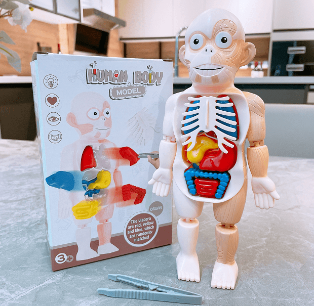 【仿真人体器官】一款适合小朋友的玩具,认识人体,了解器官!