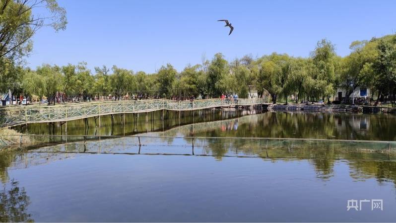 新疆察布查尔：盛夏时节 国家湿地公园成为游客打卡地