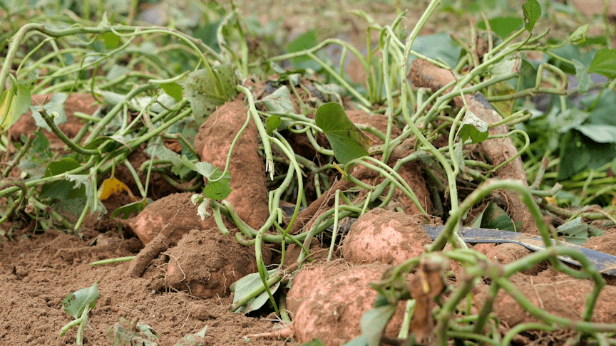 咱辛集的红薯丰收啦!_种植_少铭_村民