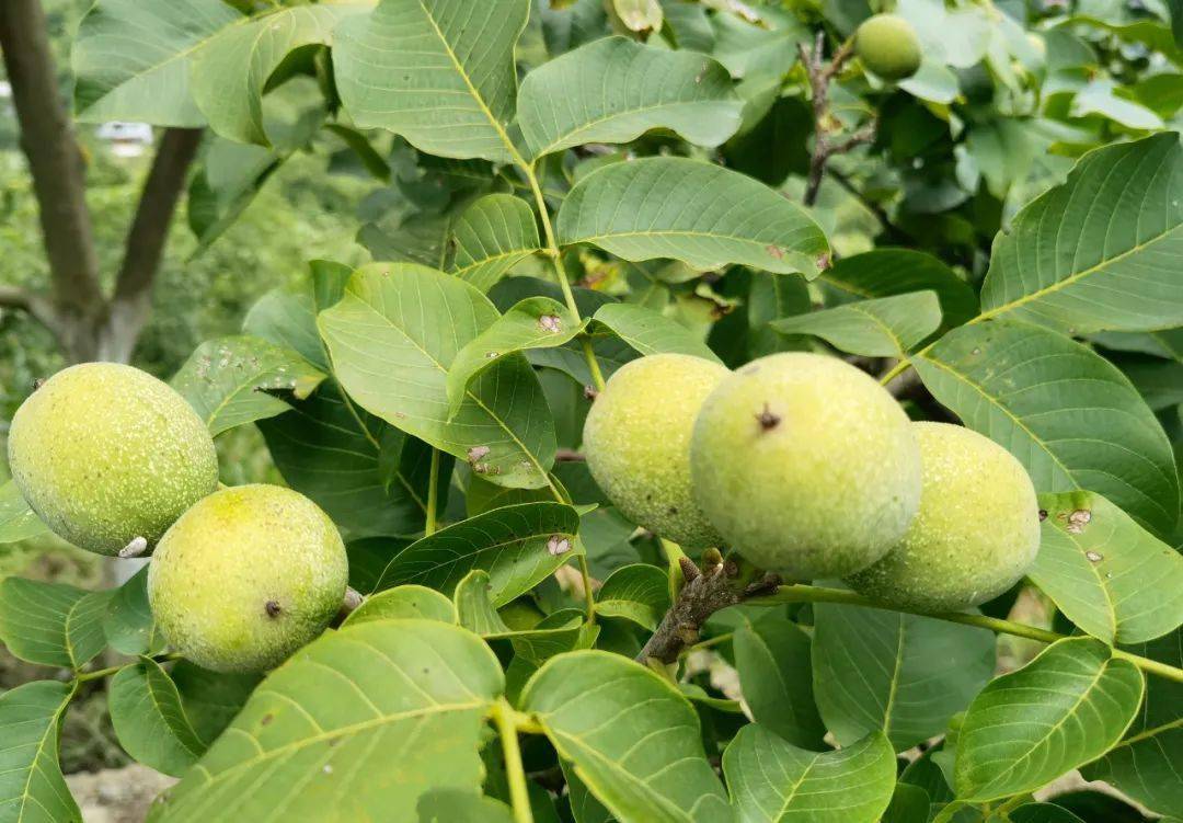 盛夏时节,走进汉滨区核桃种植基地,随处可见枝繁叶茂,果满枝头的核桃