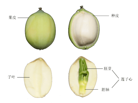 果皮种皮胚图图片