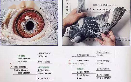 百科| 詹森红狐狸的特点_砂眼_育种_羽色