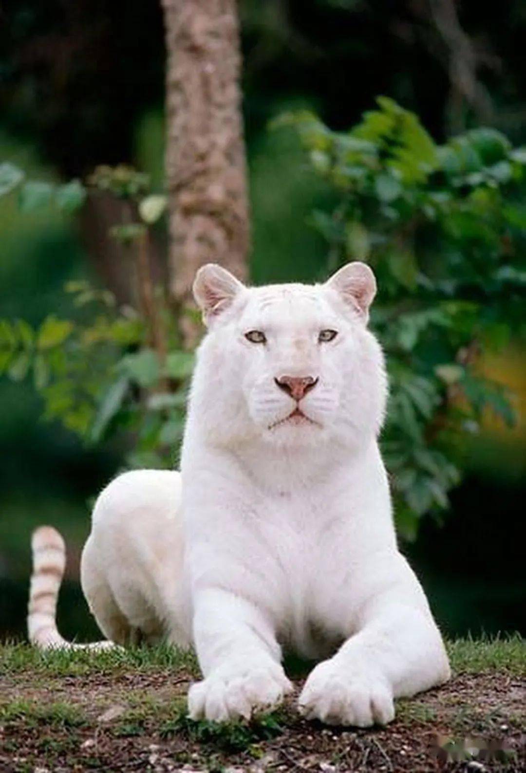 白化动物排名图片