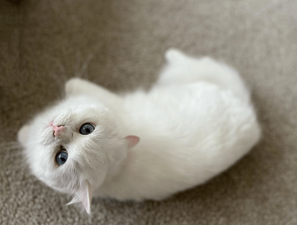 oec来源:twitter@whitecat_moon来源:twitter@whitecat_moon来源