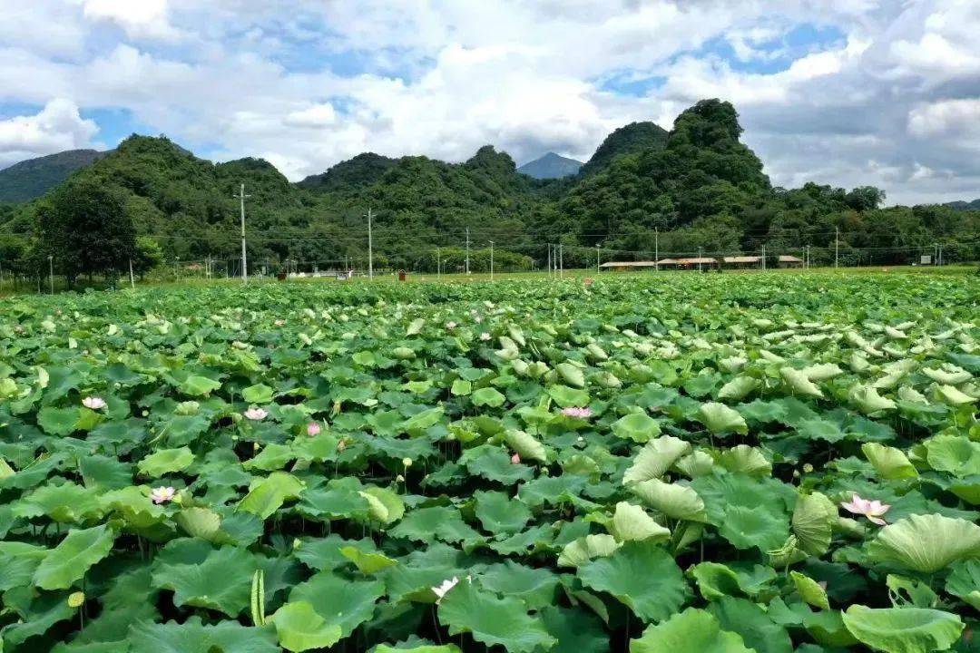 生態禾寨位於英紅鎮水頭村委,禾寨是老地名,現有謝屋和鍾屋兩條