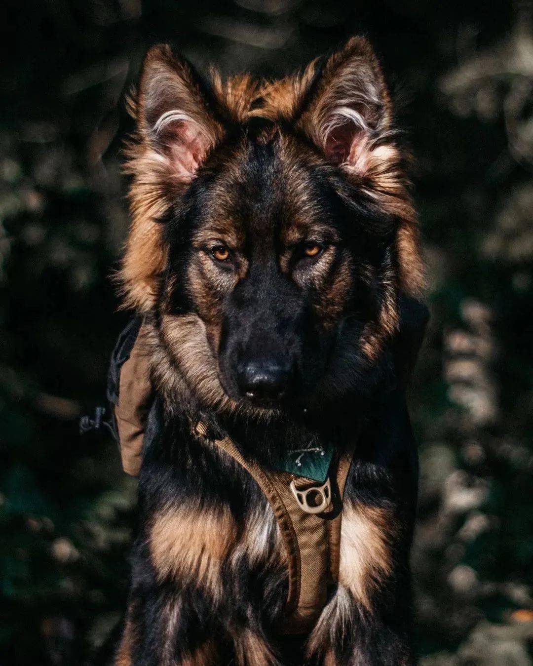 十大最帅的狗狗图片