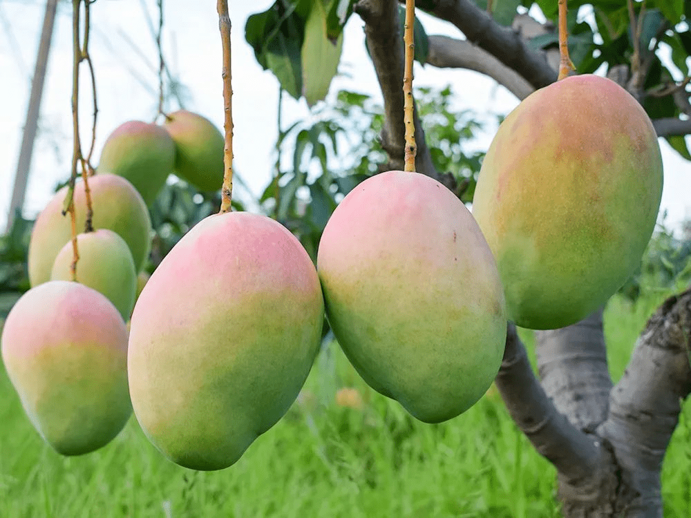 夏天爱吃水果的南昌人看过来_凯特芒_芒果_攀枝花