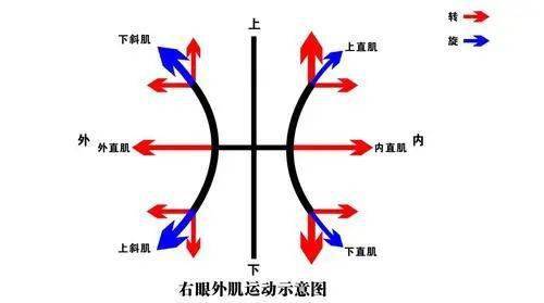 眼球内旋示意图图片