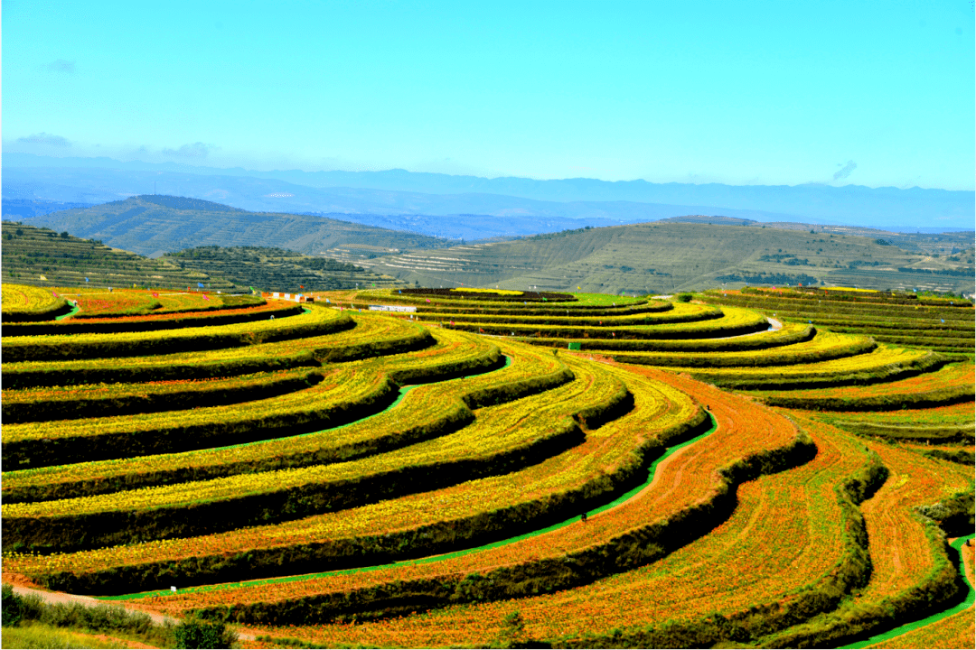 美丽市县丨中国最美旱作梯田——彭阳金鸡坪梯田公园_旅游_杨旭波